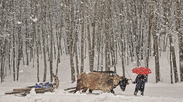 Kar yağışı çiftçileri sevindirdi