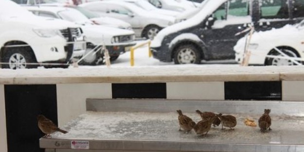 Kar yağışından onlar da nasibini aldı