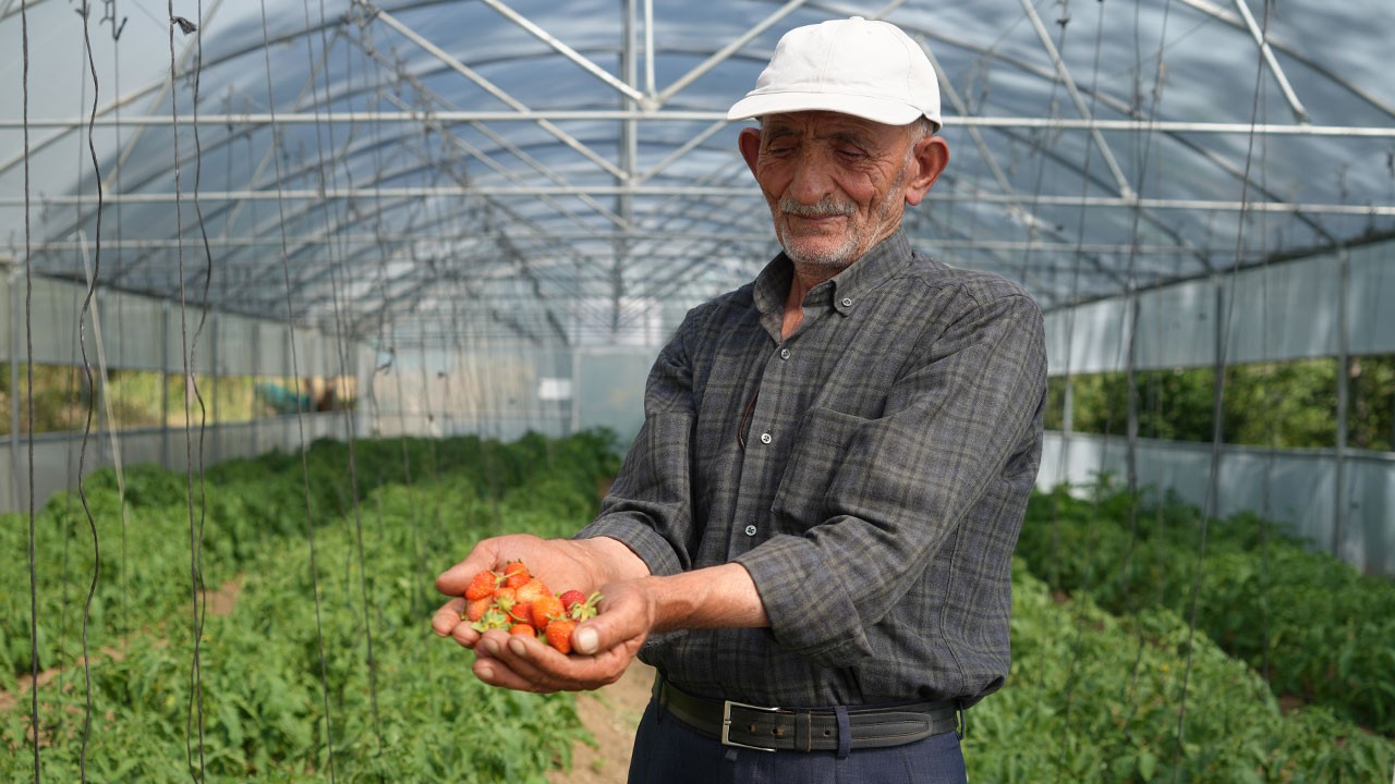 Kar yağışının yıktığı serada şimdi umut filizleniyor!