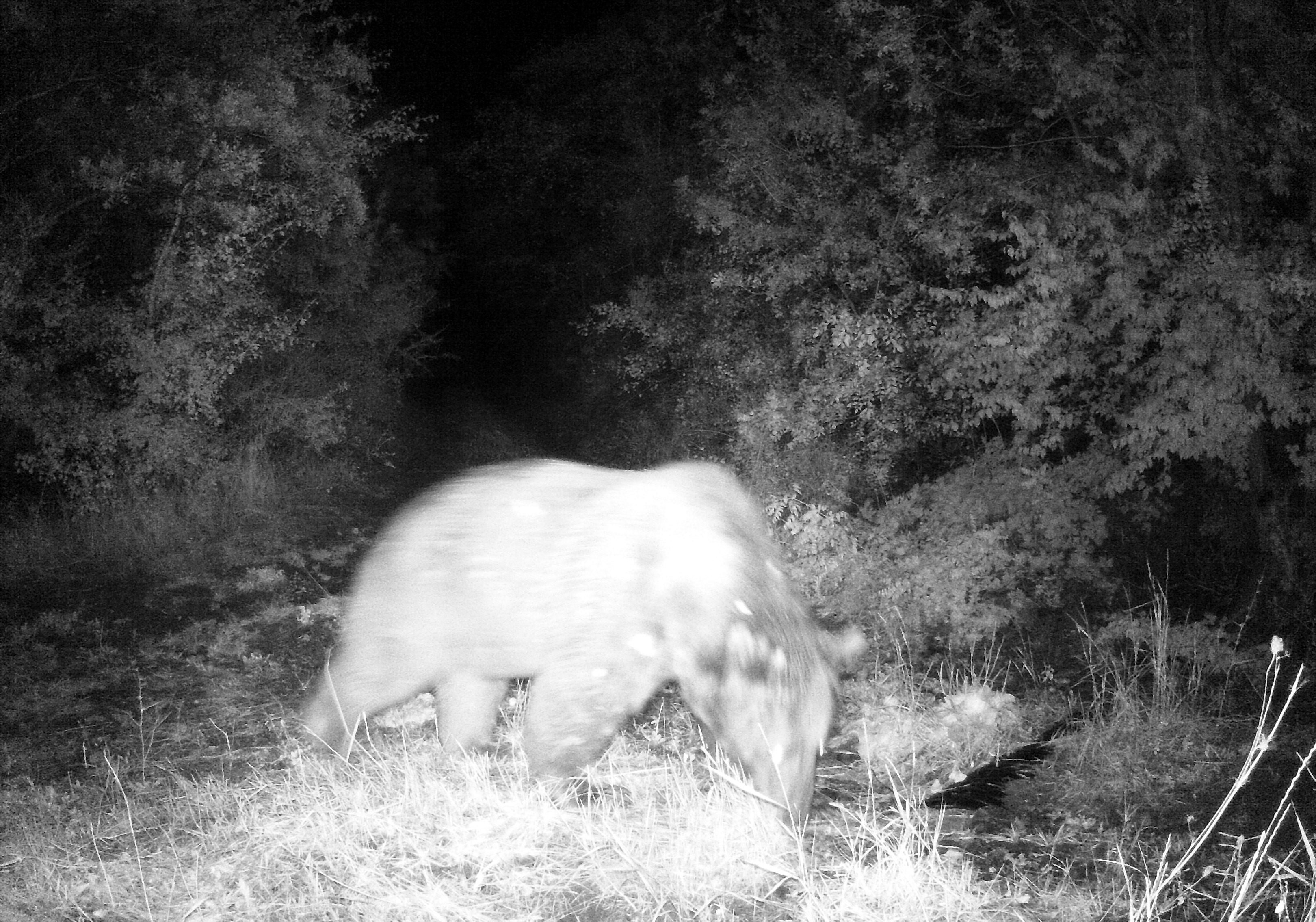 Kar yağmayınca bu sene yaban hayvanlarının uykusu kaçtı