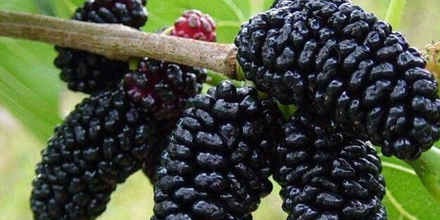 Kara dut ve beyaz dutun sağlığa 10 süper faydası