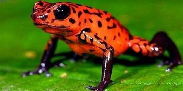 Kara hayvanları içinde en zehirlisi o!