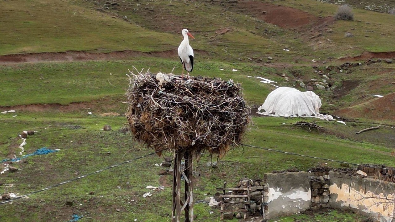 Kara kışa rağmen yuvasını terk etmiyor! Bu leylek göç etmeyi sevmiyor