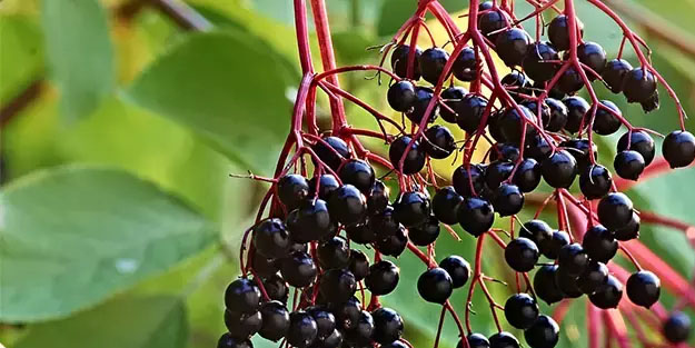 Kara mürver: Vücuttaki iltihabı söküp atıyor!