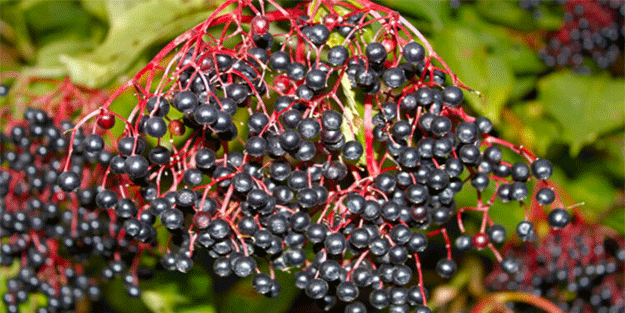 Kara mürverin faydaları nelerdir? Kara mürver neye iyi gelir?