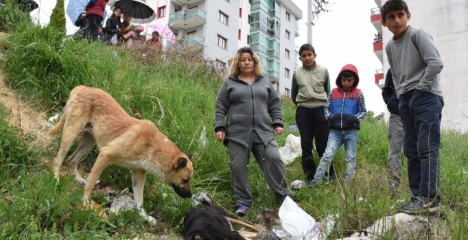 Karabağlar'da zehirli tavuk etiyle köpek katliamı