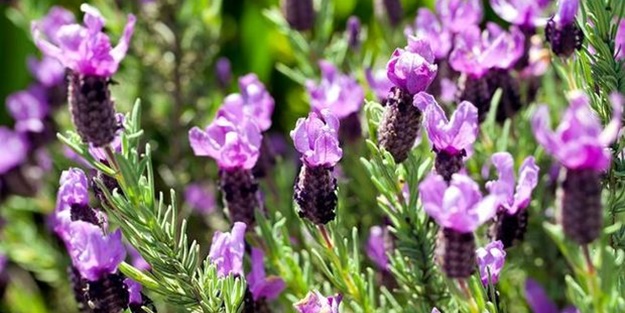 Karabaş otu akciğerleri temizliyor