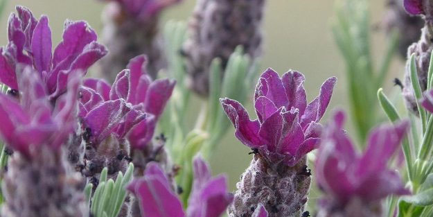 Karabaş otu: Gram altın kadar değerli! Her gün 1 bardak tüketmek yetiyor