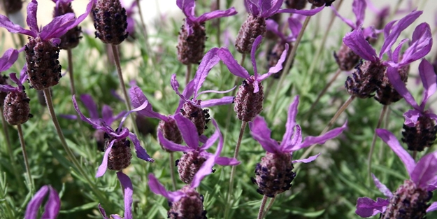 Karabaş otu kalbe yararlı