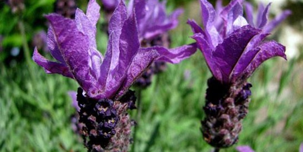 Karabaş otu tehlike altında!