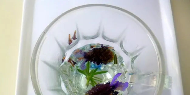 Karabaş otunun bilinmeyen faydaları: Gün içerisinde içerseniz ne olur?