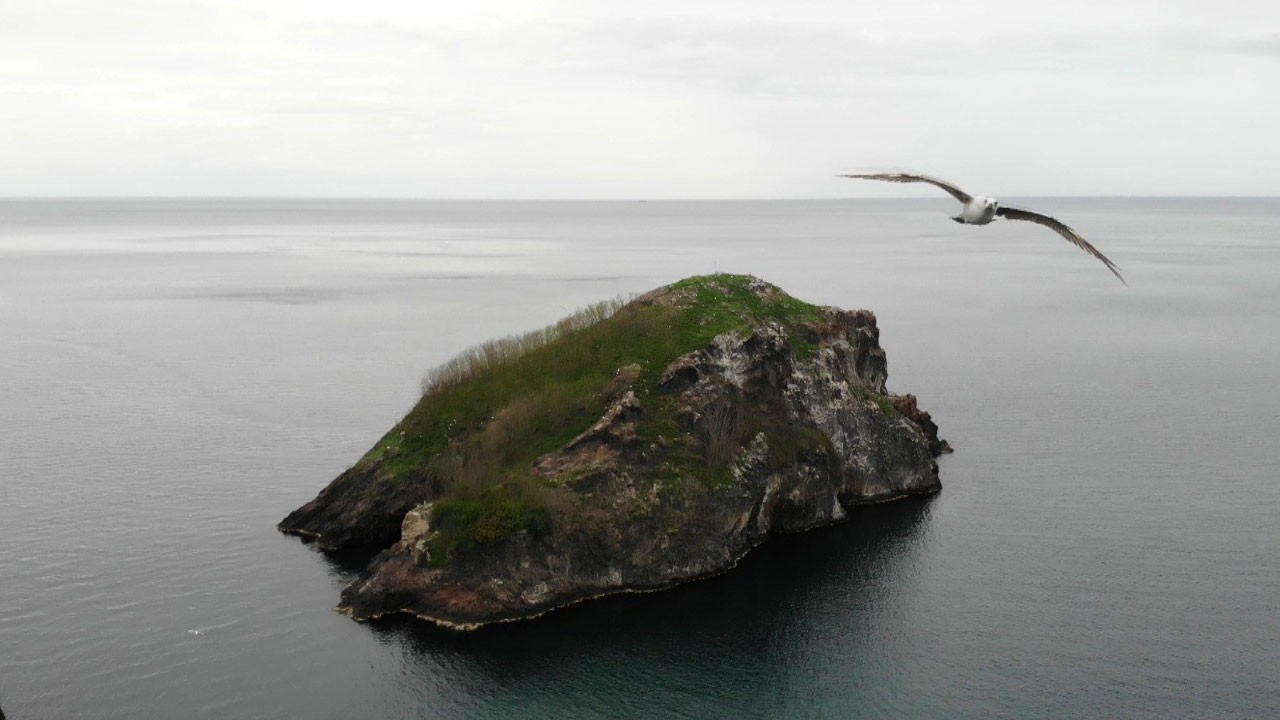 Karabatakların yuvası ziyaretçileri büyülüyor
