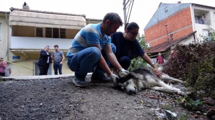 Karabük'te 80 yaşındaki dedenin 