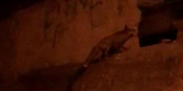 Karabük'te aç kalan tilki mahalleye indi