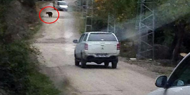 Karabük'te şantiyede çalışan işçilere ayı saldırdı