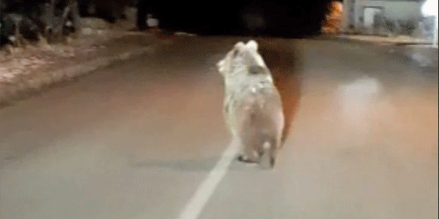Karabük'te yolda koşan ayı cep telefonuyla görüntülendi