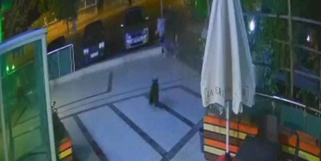 Karabük'ü ayılar bastı