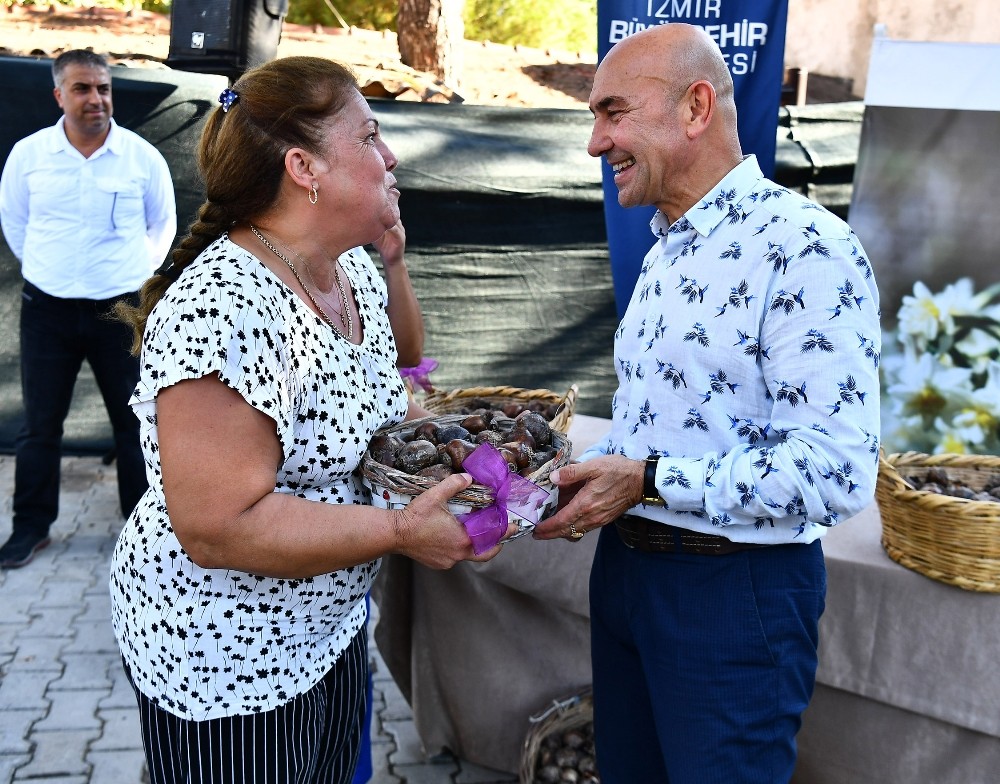 Karaburun yeniden nergis kokacak 