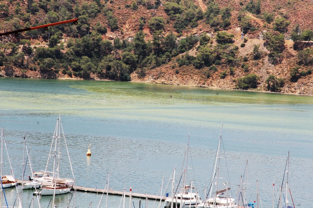 Karaca; 