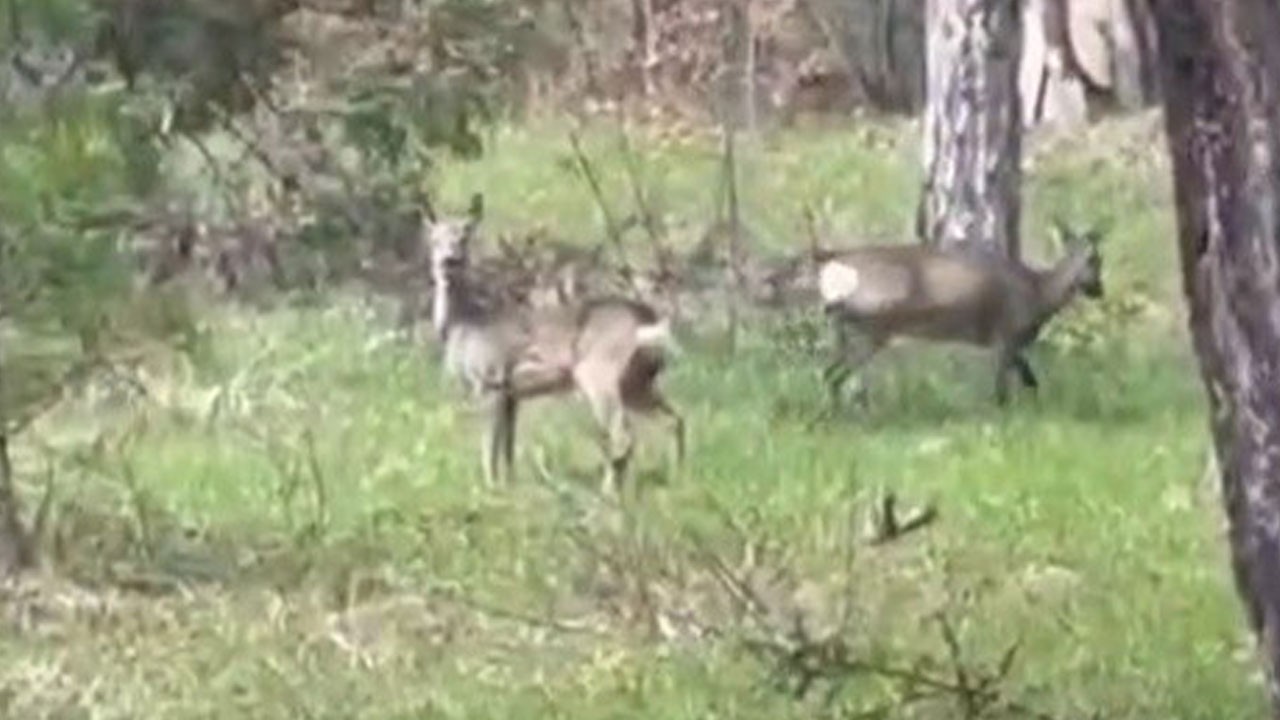 Karacalar orman işçilerine böyle yakalandı!