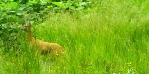 Karacaların görüntüsü foto-kapanlara takıldı
