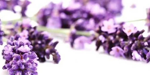 Karaciğer temizliği! İbrahim Saraçoğlu açıkladı: Lavanta kürü nasıl yapılır? Karaciğerin pasını sildi