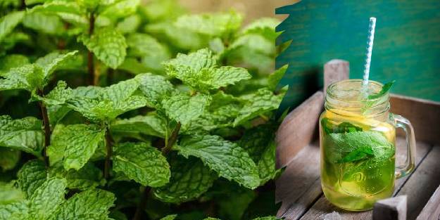 Karaciğeri arındıran, gençleştiren karışım