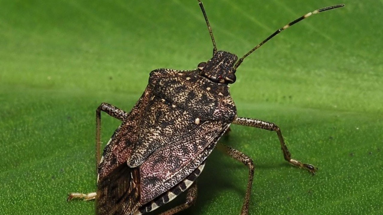 Karadeniz alarmda: 1 milyon samuray arısıyla savaş başladı