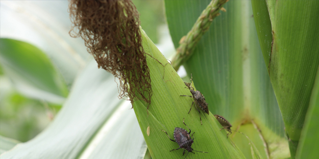 Karadeniz bölgesi ile ilgili yeni gelişme! Az önce açıkladılar: İstila ettiler!