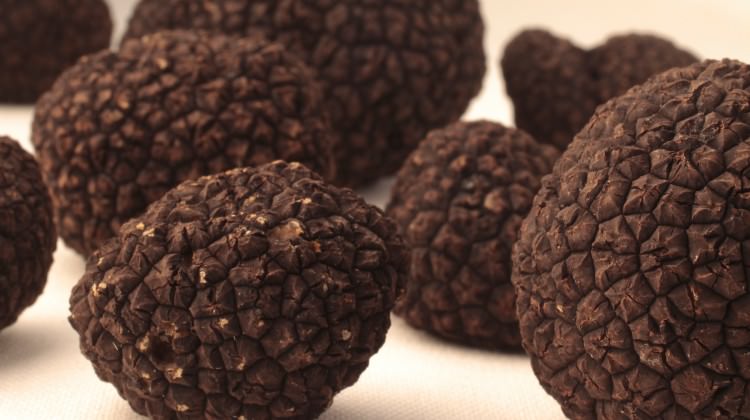 Karadeniz ekonomisine trüf dopingi geliyor