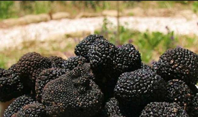 Karadeniz ekonomisine trüf dopingi