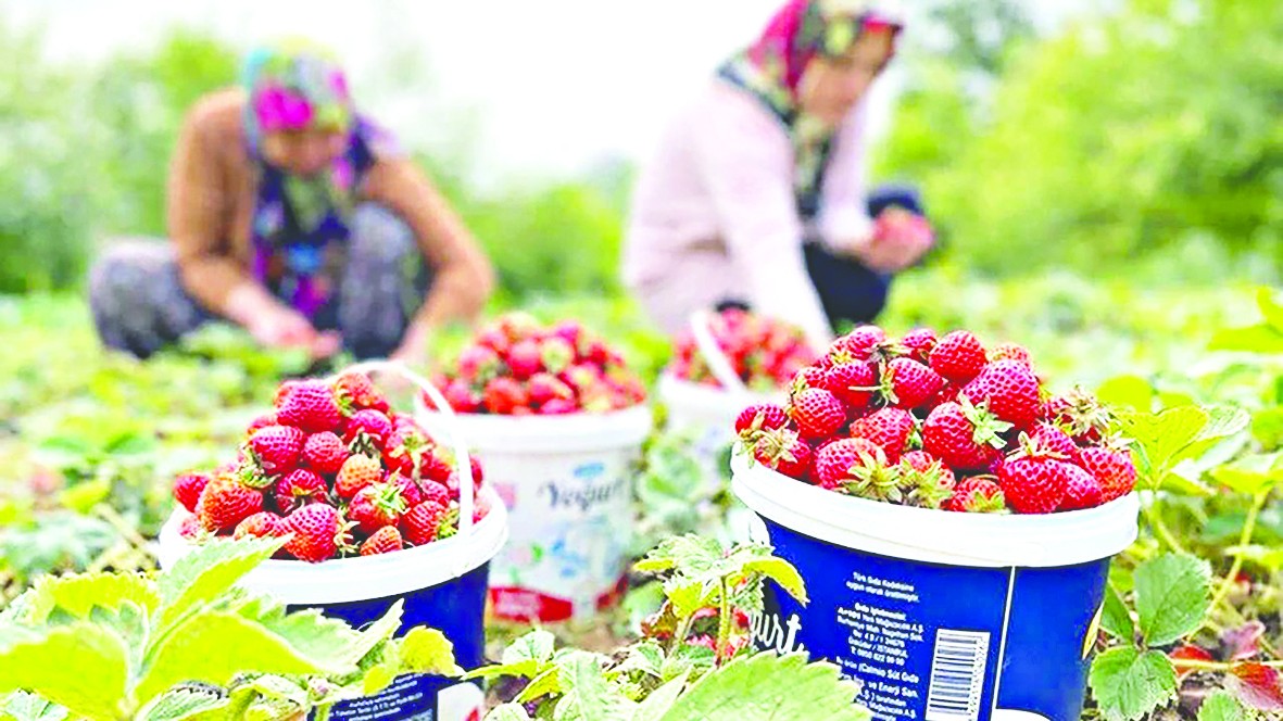 Karadeniz Ereğli’de Osmanlı çileğinin hasadı başladı