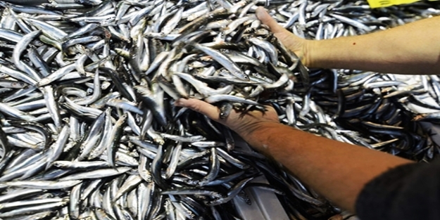 Karadeniz hamsisi 24 ülkeye satıldı