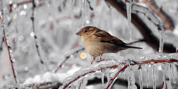 Karadeniz için kritik uyarı