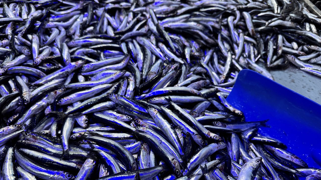 Karadeniz için ortak karar çağrısı! Hamsinin geleceği tehlikede