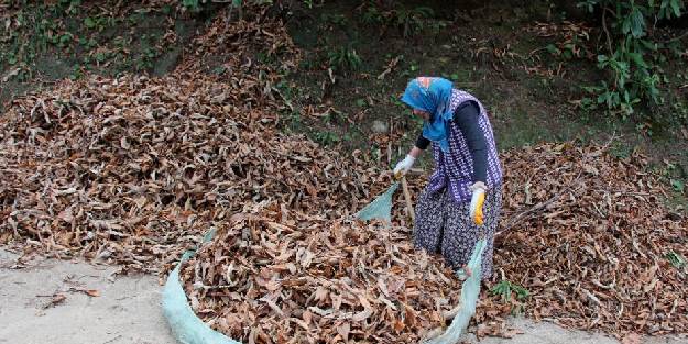 Karadeniz kadınının kuru yaprak mesaisi