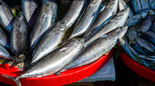 Karadeniz palamut kaynıyor!