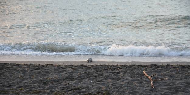 Karadeniz sahilinde bulundu! İmha edildi