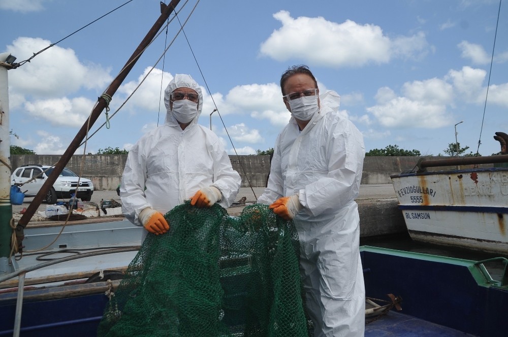 Karadeniz salyangozu mercek altında 
