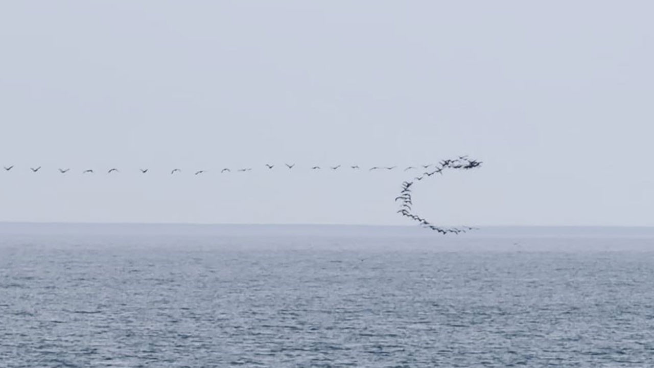 Karadeniz semalarında göçmen kuşlar böyle dans etti