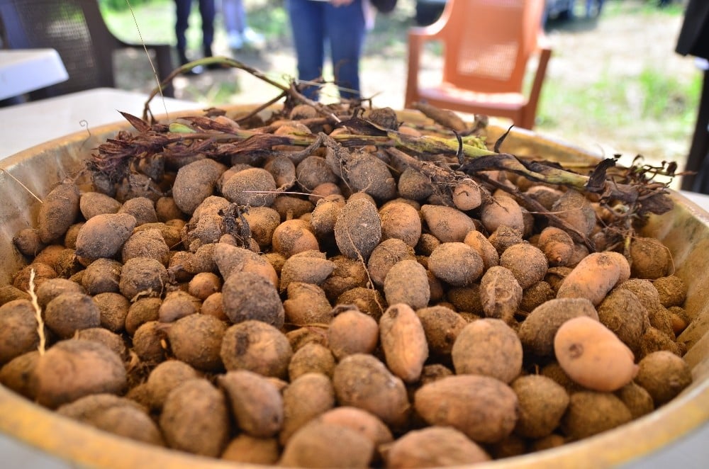 Karadeniz tarımına alternatif ürün: Salep 