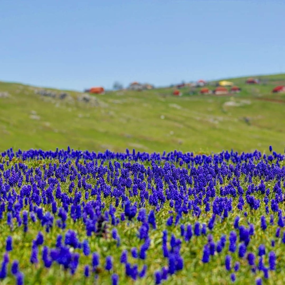 Karadeniz yaylalarında ’sümbül’ güzelliği 