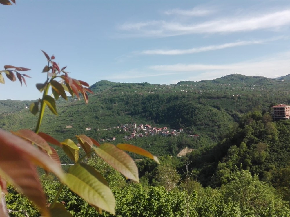 Karadeniz yeşerdi 