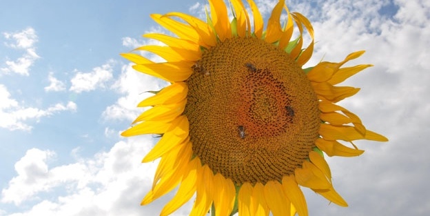 KARADENİZBİRLİK ayçiçeği alım fiyatını 2,20 TL olarak açıkladı