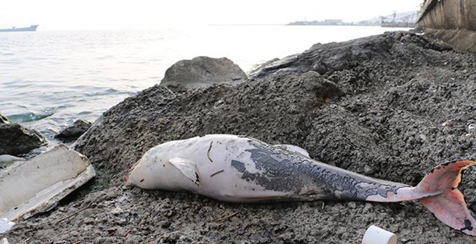 Karadeniz’de 3 ölü yunus bulundu