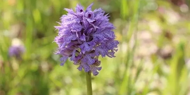 Karadeniz’de adeta altın çıkıyor: Kilo fiyatı 1500 TL'ye satışı oluyor! Salep danışman detayları paylaştı!