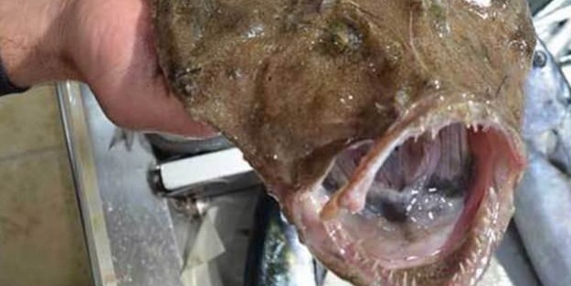 Karadeniz'de ağlara takıldı!