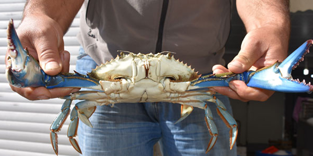 Karadeniz'de ağlara takıldı! Oldukça nadir görülüyor