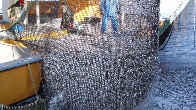 Karadeniz'de balık türlerinde düşüş