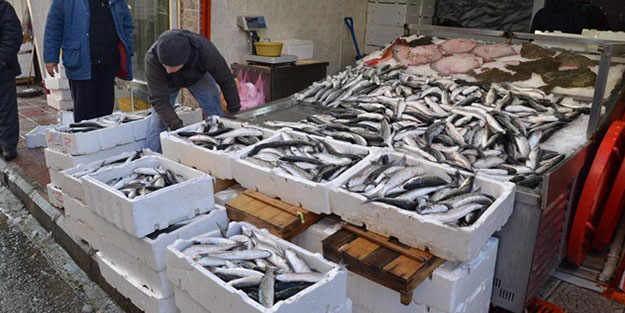 Karadeniz'de bereket yaşanıyor! 1,5 ton avlandı, kilosu 10 lira
